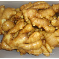 New Crop Fresh Ginger 2015 para Venda